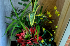 plant