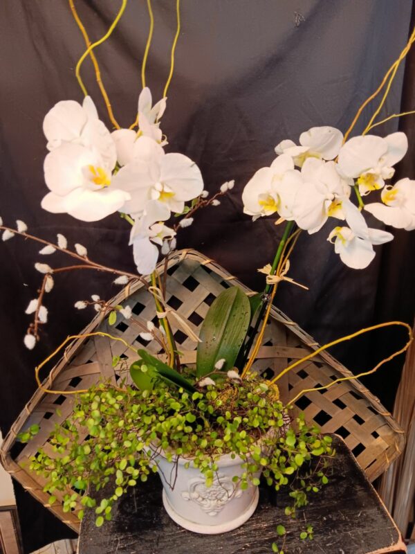 Double White Phalenopsis ORCHIDS