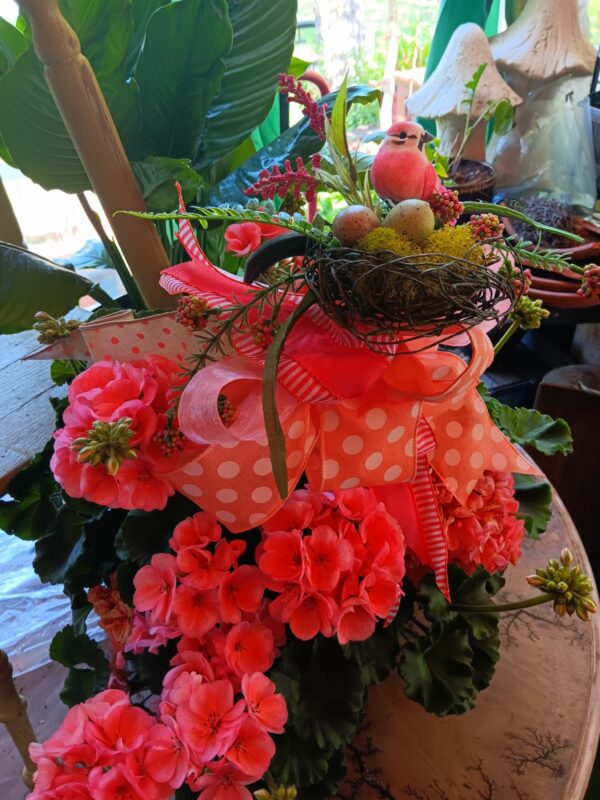 Huge Coral Dreams Geranium Hanging Basket