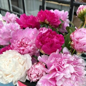 Fresh Cut Peonies