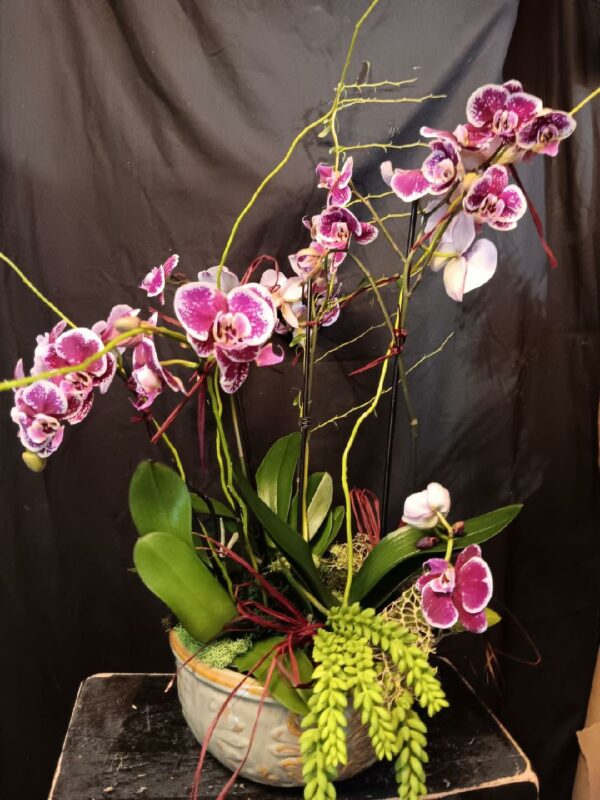 Triple Purple Phalenopsis